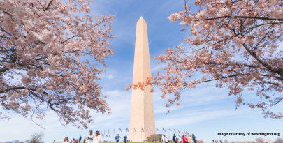 Image of the Washington Monument in front of a blue sky. In the foreground are pink, blooming cherry blossom tree branches